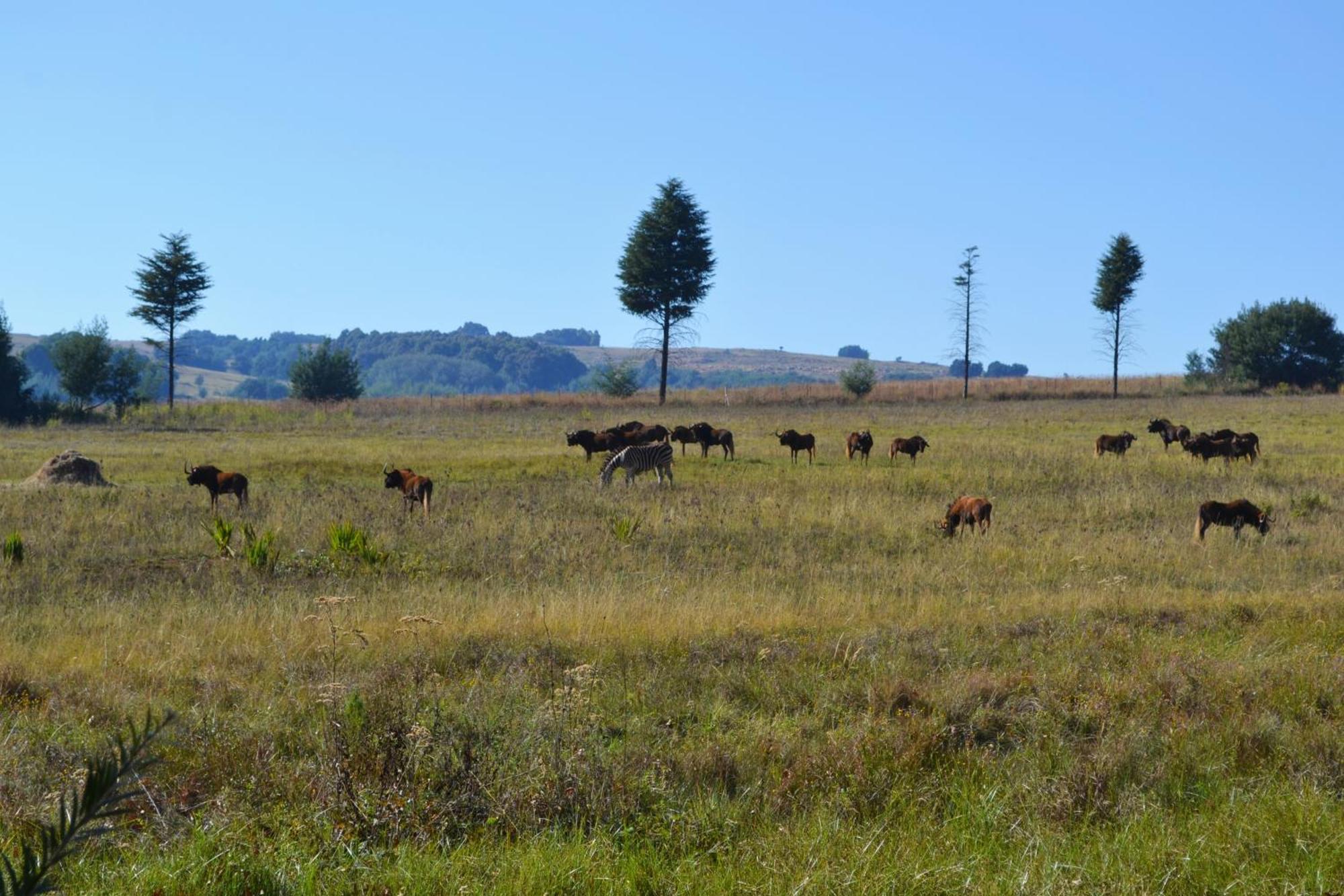 Remi Lodge Dullstroom Exterior photo